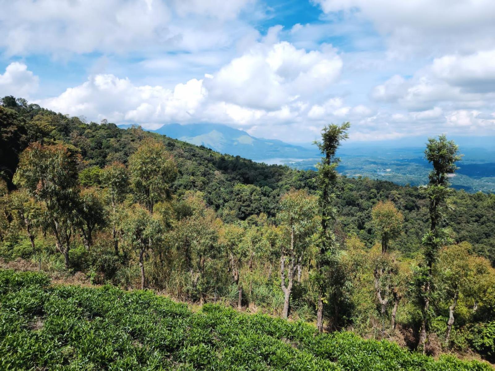 Vythiri Tea Valley I Best Hotel In Wayanad L Hotels In Vythiri Wayanad Eksteriør billede